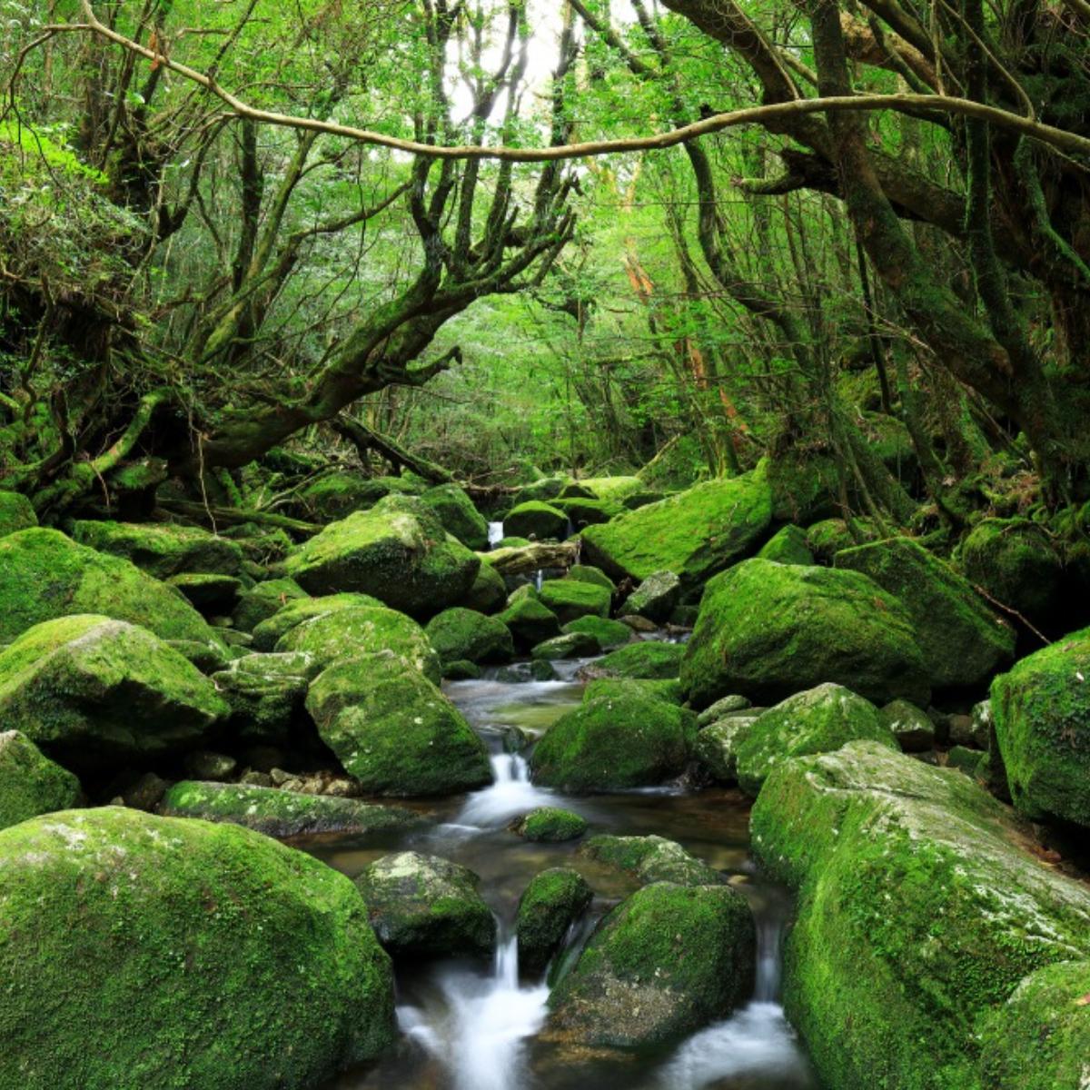 屋久島 白谷雲水峡 ジブリ作品 もののけ姫 の世界へ The Gate 日本の旅行観光マガジン 観光旅行情報掲載