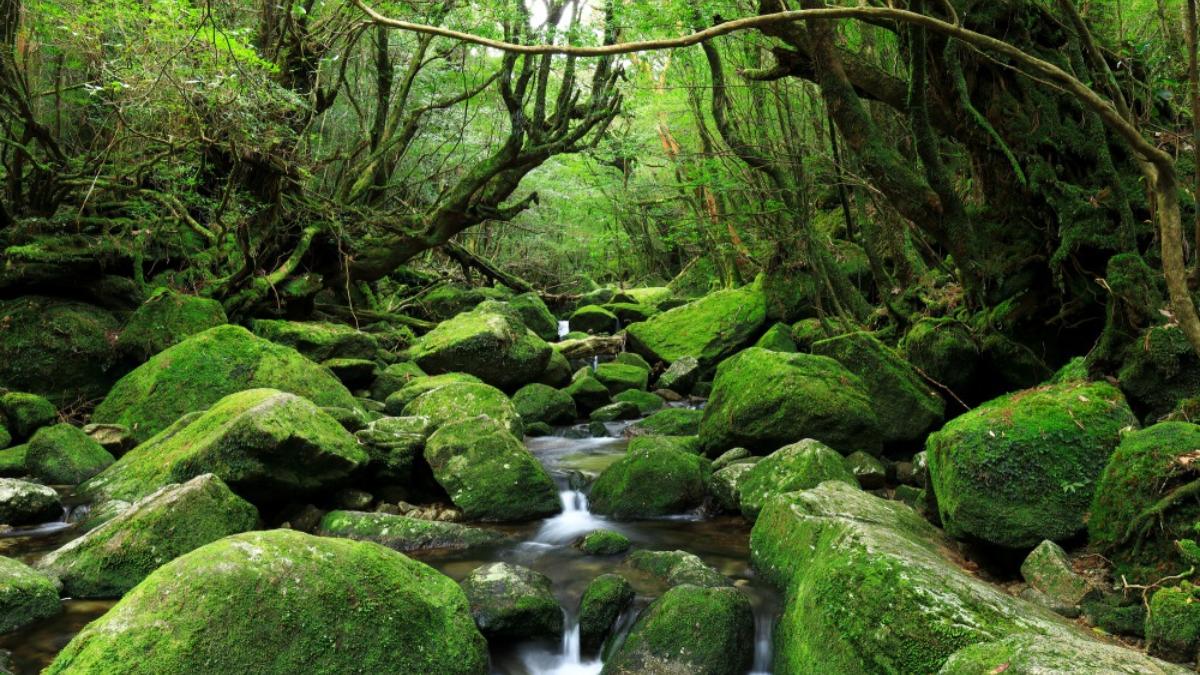 屋久島 白谷雲水峡 ジブリ作品 もののけ姫 の世界へ The Gate 日本の旅行観光マガジン 観光旅行情報掲載