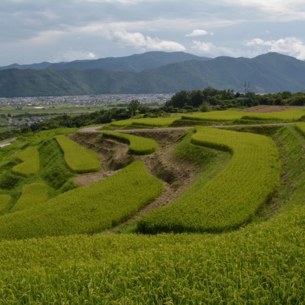 Obasute: “Tanada” rice fields, unique ra｜THE GATE｜Japan Travel