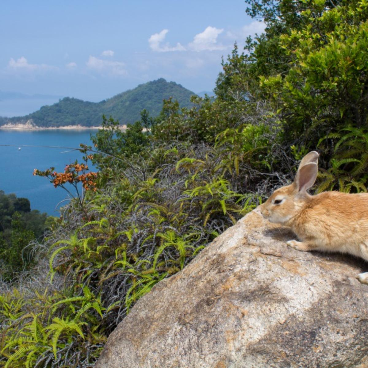 大久野島 で900羽の 野良うさぎ に会おう The Gate 日本の旅行観光マガジン 観光旅行情報掲載