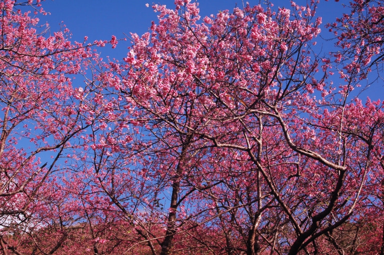 沖縄 カンヒザクラ の三大名所で一足早い春の訪れを感じよう The Gate 日本の旅行観光マガジン 観光旅行情報掲載