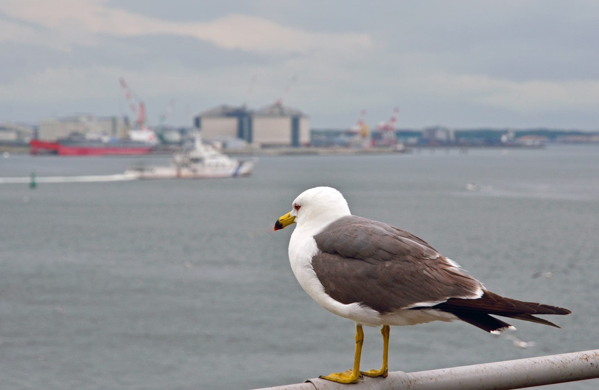 八戸港 The Gate 日本の旅行観光マガジン 観光旅行情報掲載