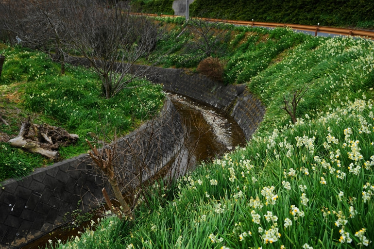 東京都内 スイセン の名所4選 The Gate 日本の旅行観光マガジン 観光旅行情報掲載