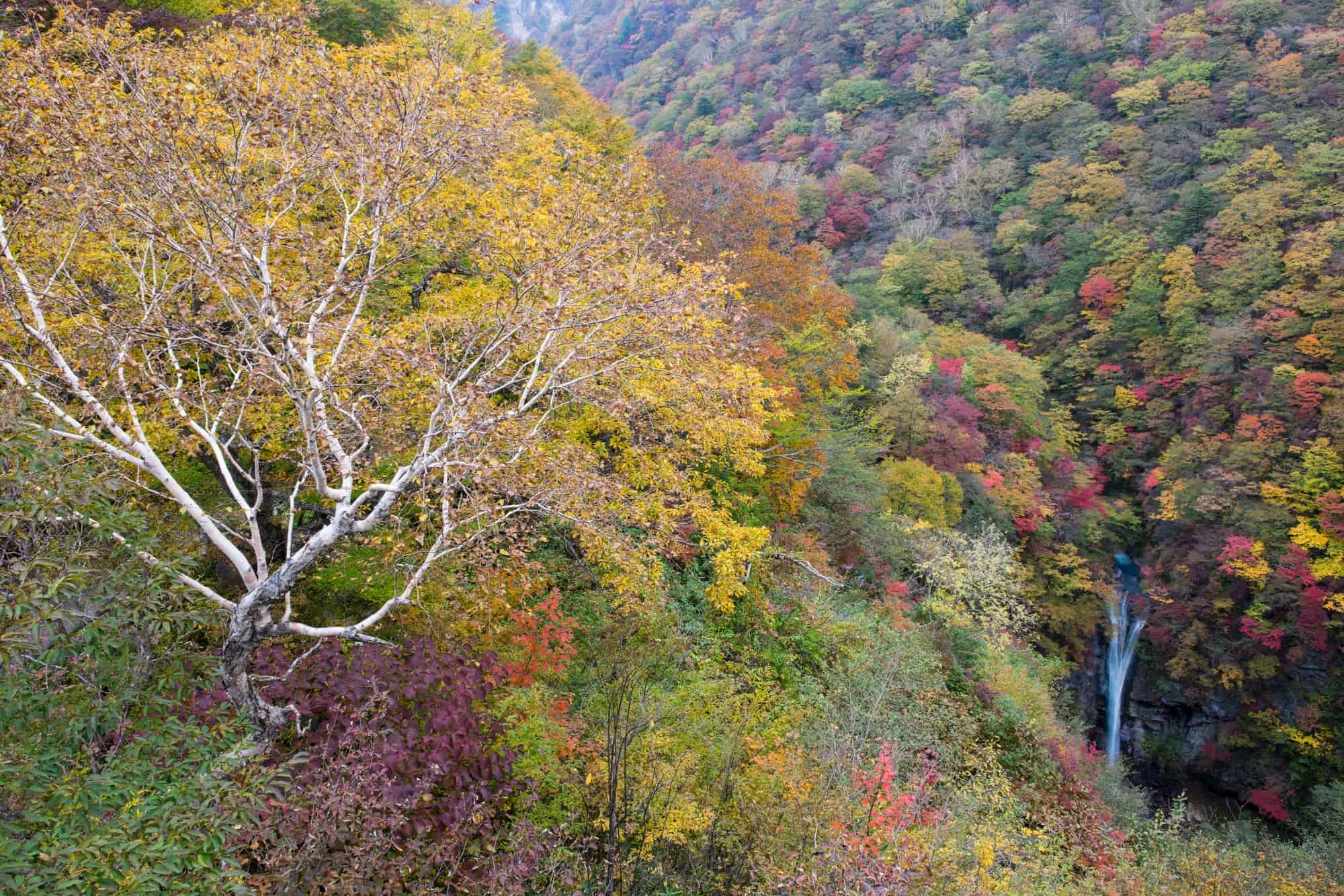 The autumn leaves at the Nasu Heisei no Mori