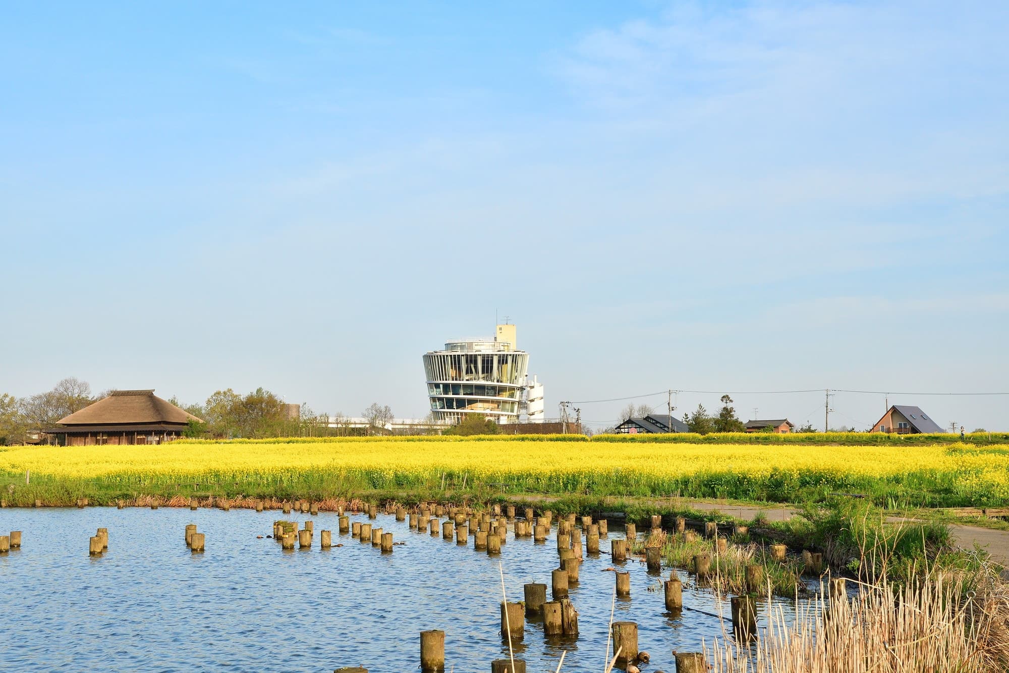 Canola flowers and Fukushima Lagoon