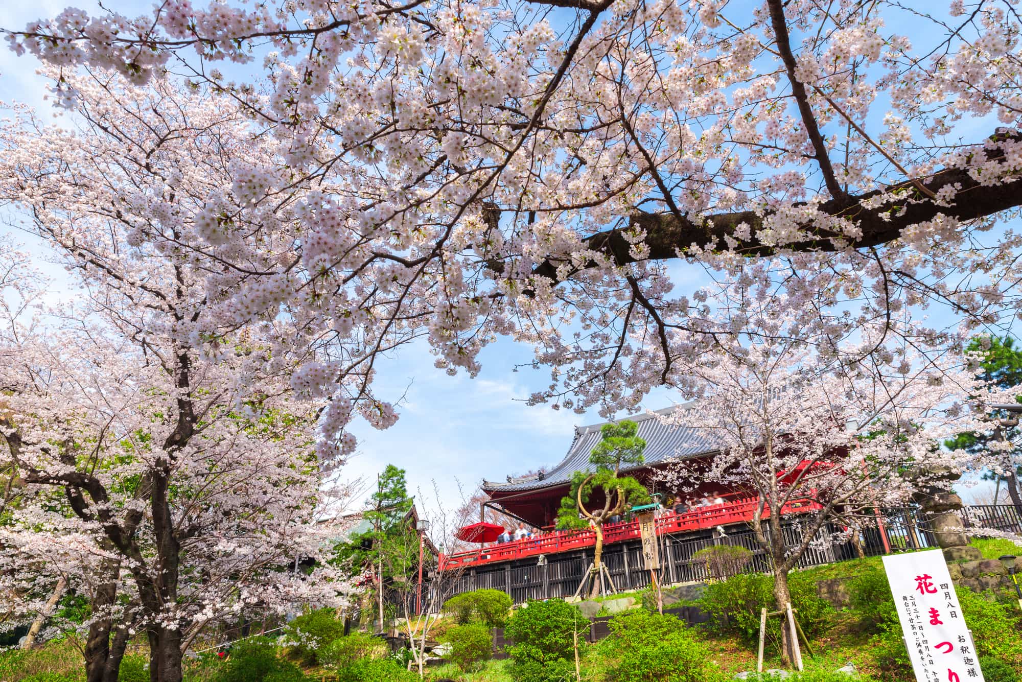 上野恩賜公園の桜