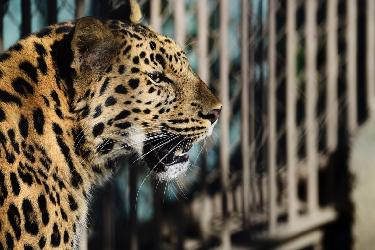 Tobu Zoo