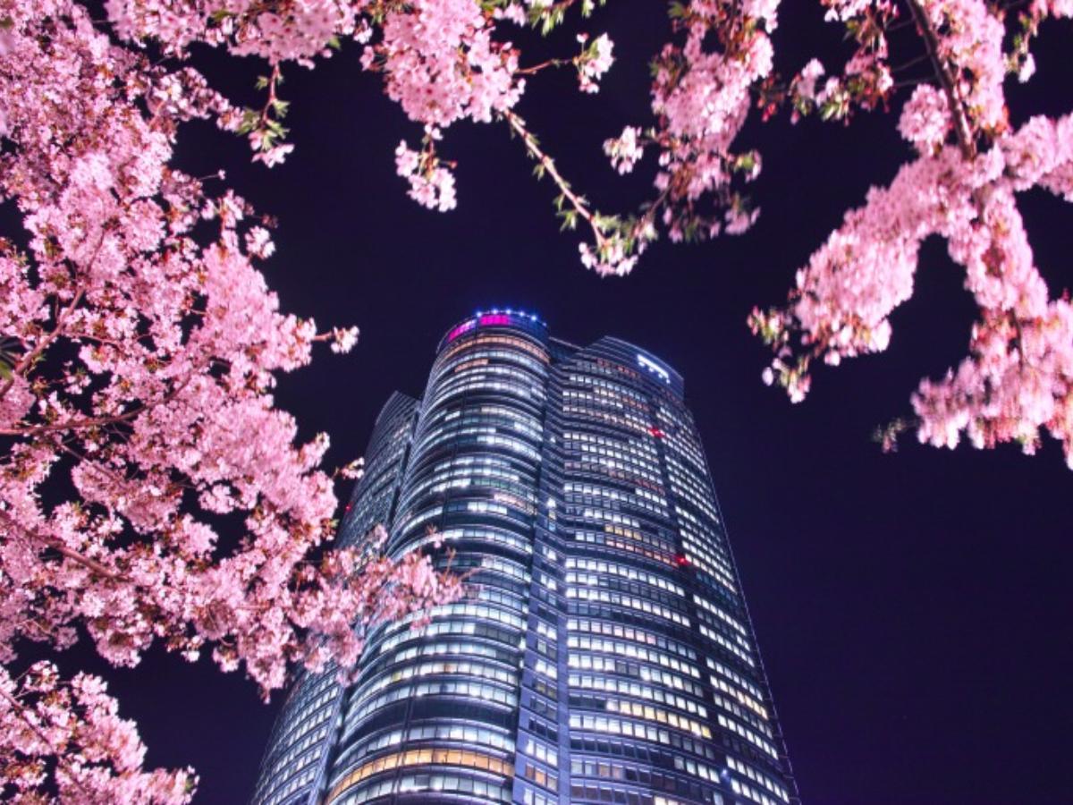 在六本木的地標欣賞櫻花吧 The Gate 日本旅遊觀光雜誌 提供觀光旅遊信息