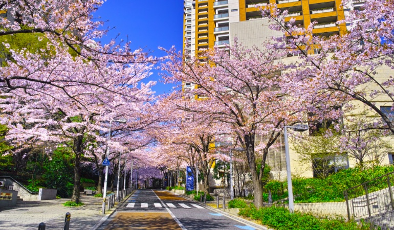 お花見 六本木の二大ランドマークで桜を満喫 The Gate 日本の旅行観光マガジン 観光旅行情報掲載