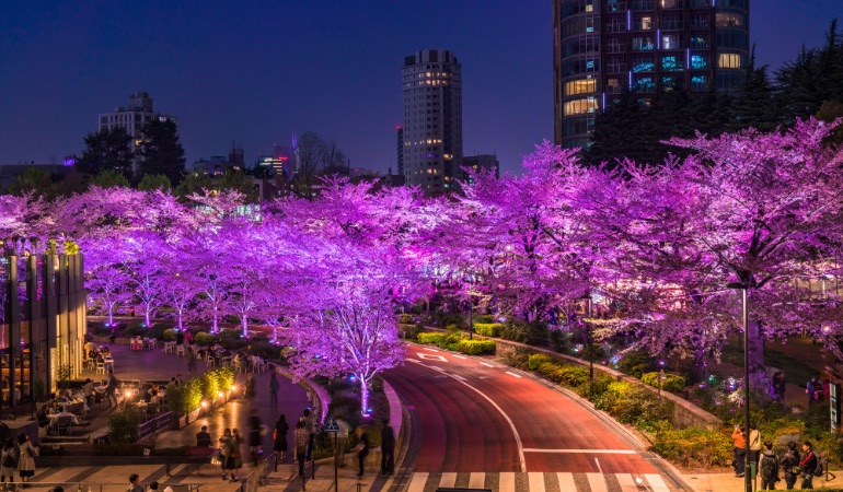 お花見 六本木の二大ランドマークで桜を満喫 The Gate 日本の旅行観光マガジン 観光旅行情報掲載