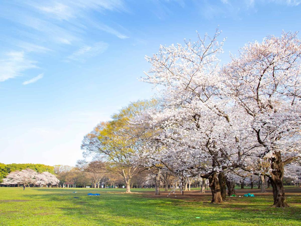 https://s3-ap-northeast-1.amazonaws.com/thegate/2021/02/19/14/38/37/yoyogi_park_central_cherry_blossoms_2_1200x900.jpg