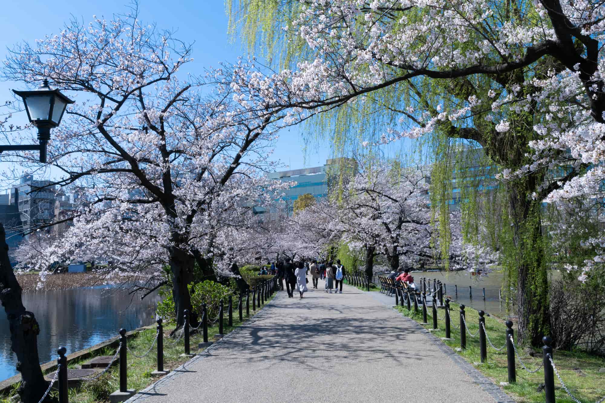 上野 公園 桜