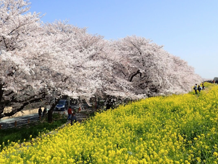 熊谷桜堤に咲いている桜と菜の花