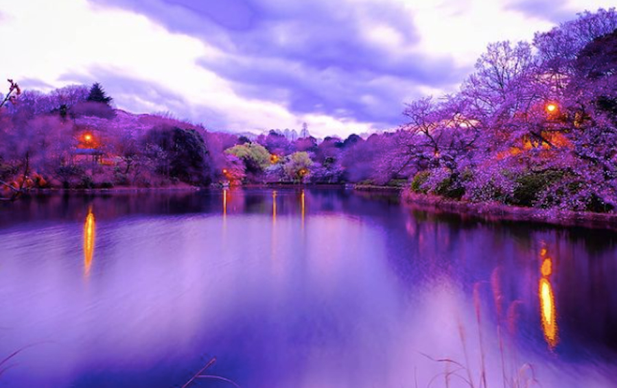 お花見・桜名所 県立三ツ池公園