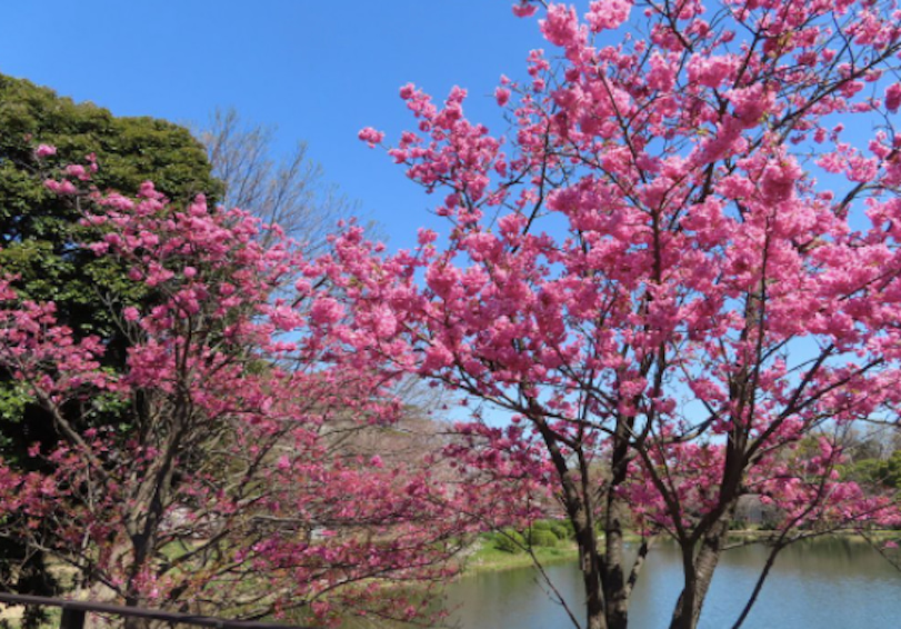 お花見・桜名所 県立三ツ池公園