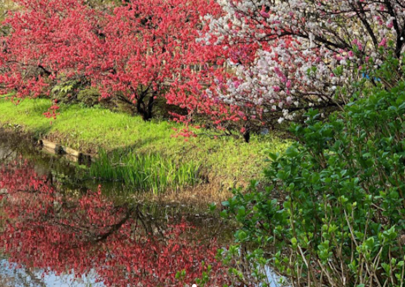 お花見・桜名所 清水公園
