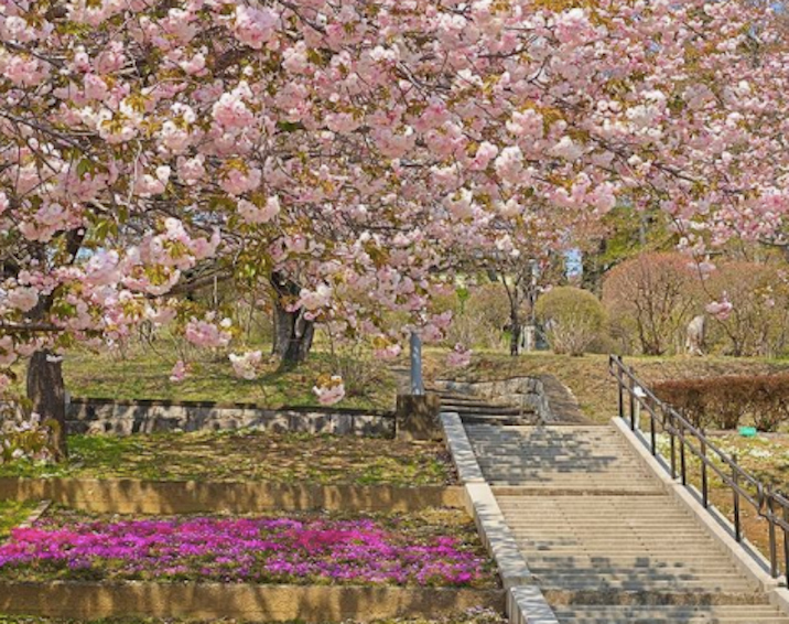 静峰公園の桜を見にいこう お花見・桜名所