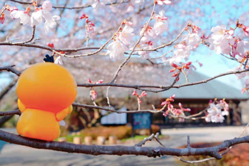 天平の丘公園の桜を見にいこう　お花見・桜名所