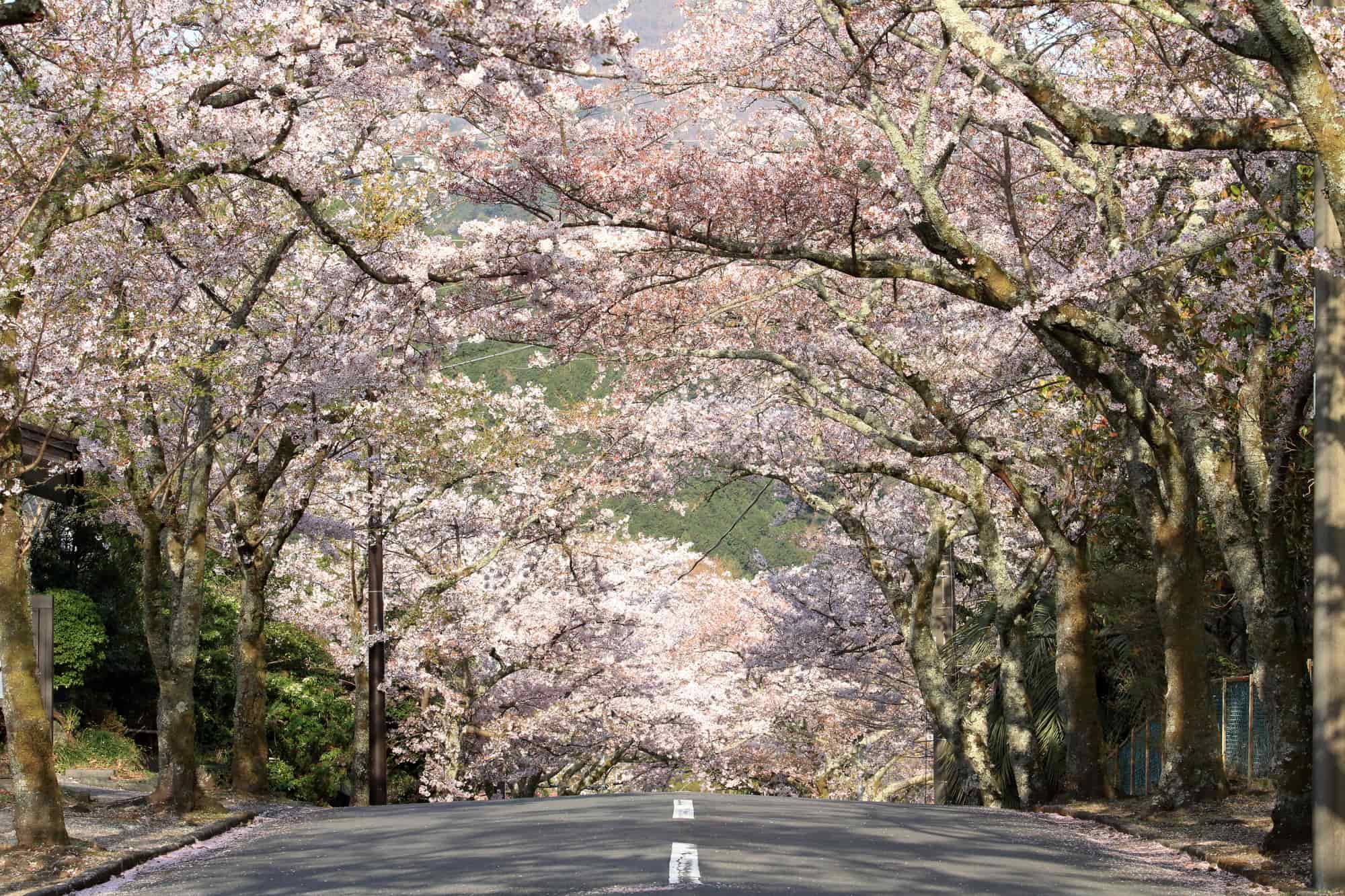 伊豆高原桜並木でお花見 桜名所