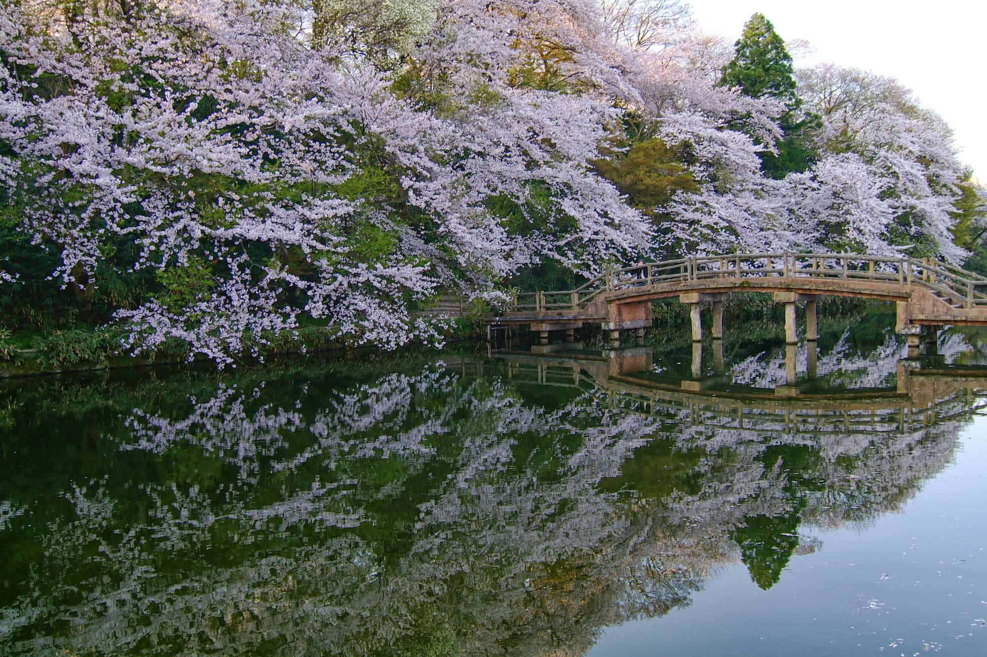 高岡古城公園から見る桜 お花見・桜名所