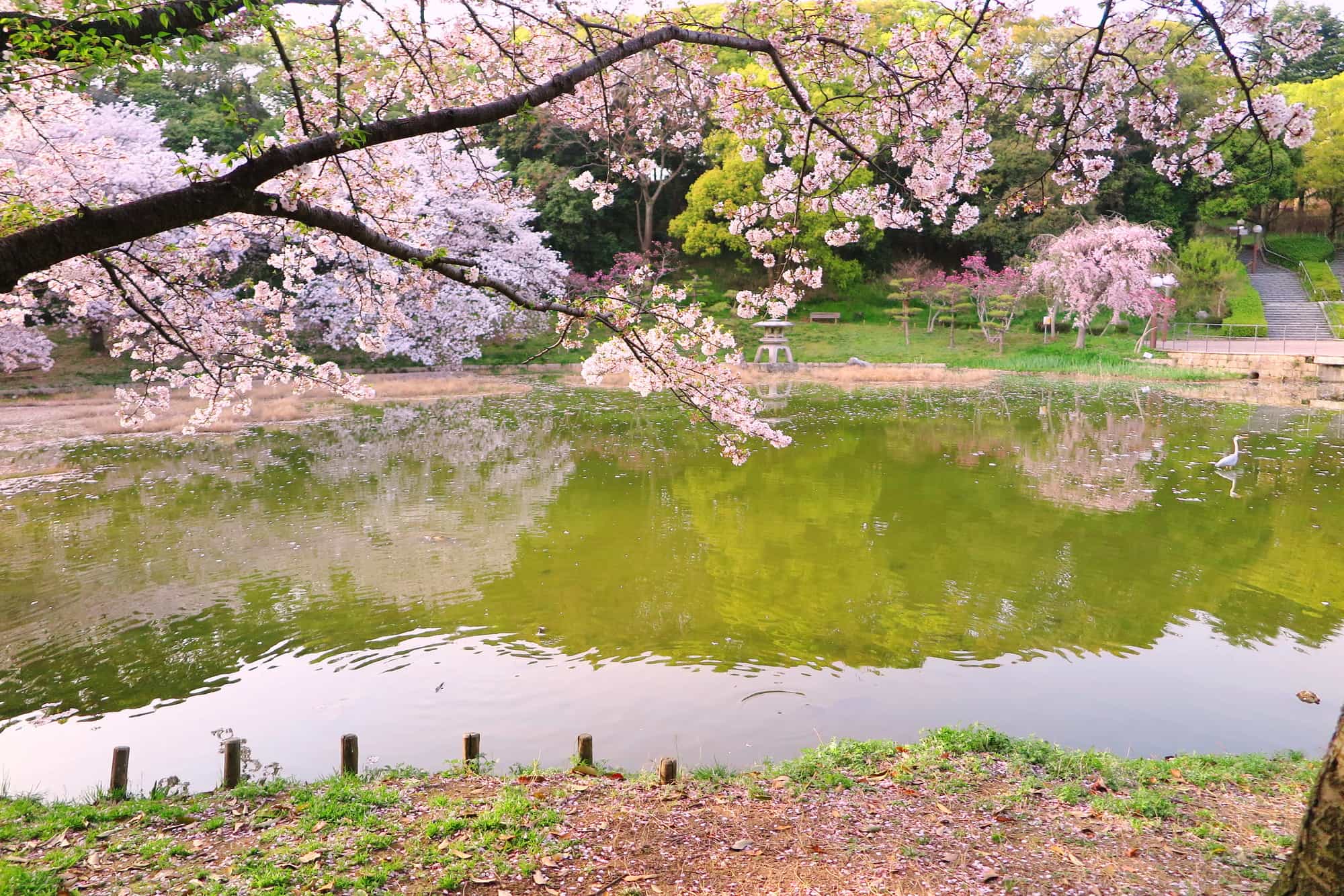 花博記念公園鶴見緑地から見る桜 お花見・桜名所