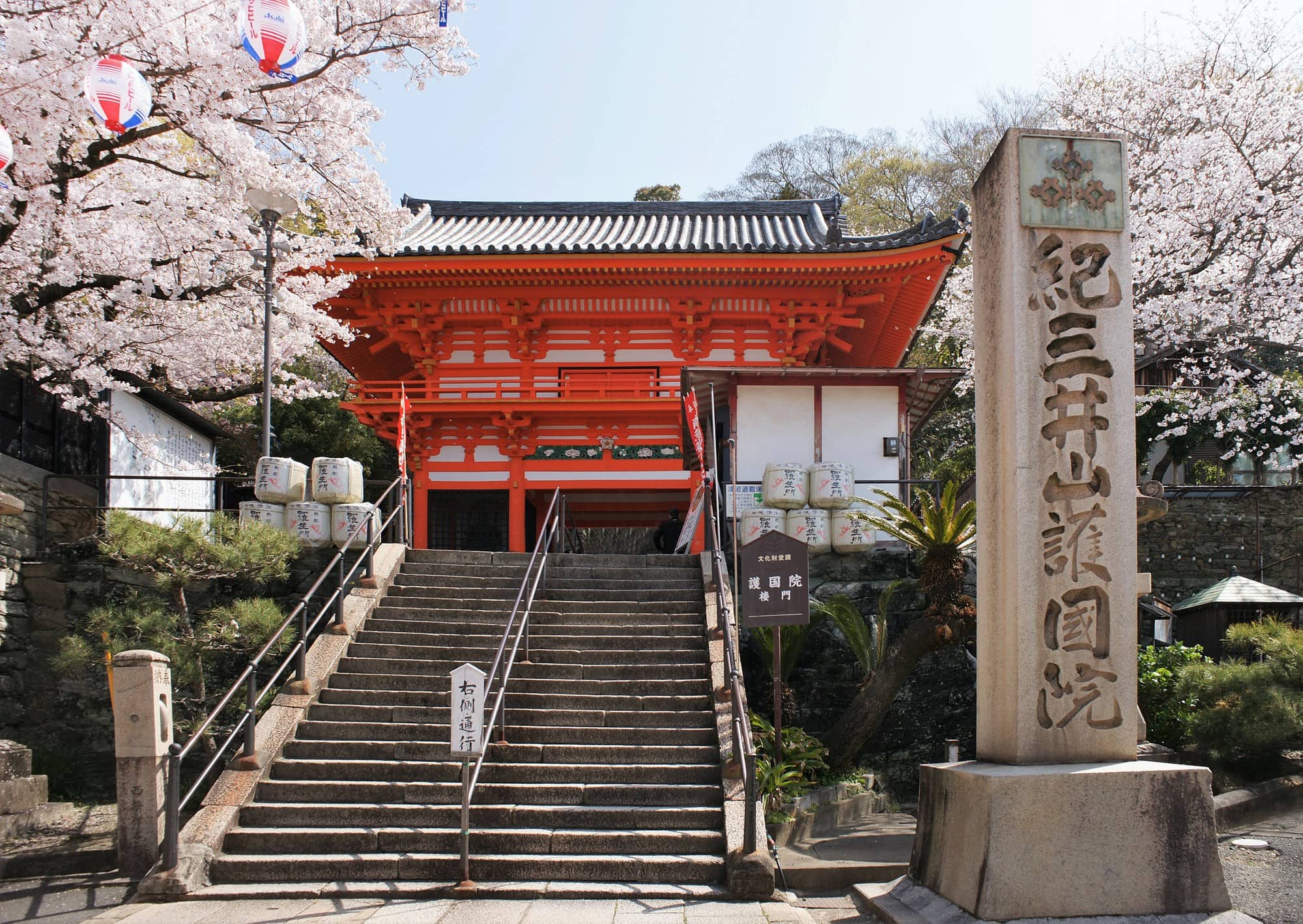 紀三井寺から見る桜　お花見・桜名所