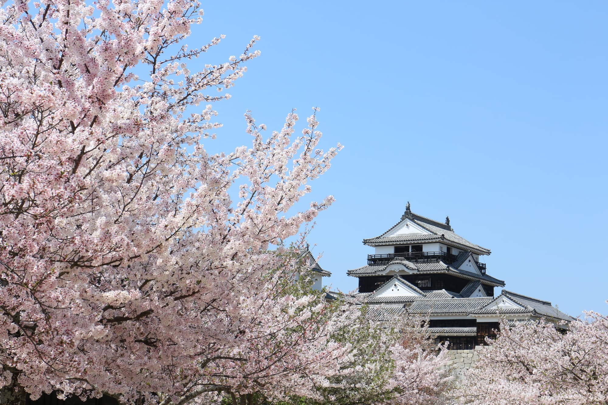 松山城の桜を見に行こう　お花見・桜名所