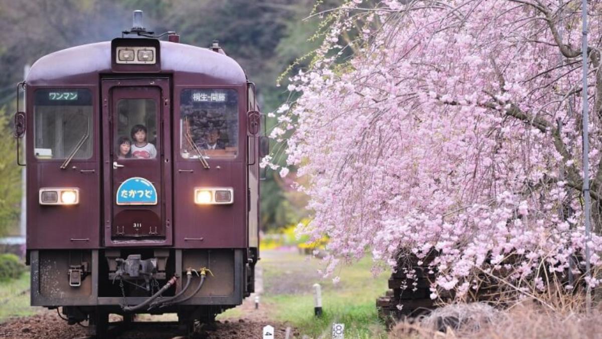 わたらせ渓谷鐵道トロッコわっしー号運転席展望 紅葉に彩られた大自然の景観 渡良瀬渓谷をトロッコが走る [DVD] 0000_still_blur.jpg