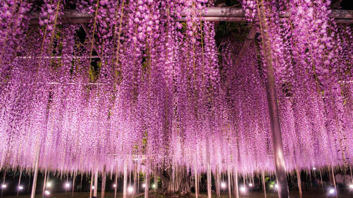 2025【あしかがフラワーパーク】藤の見頃はいつ？開花予想や