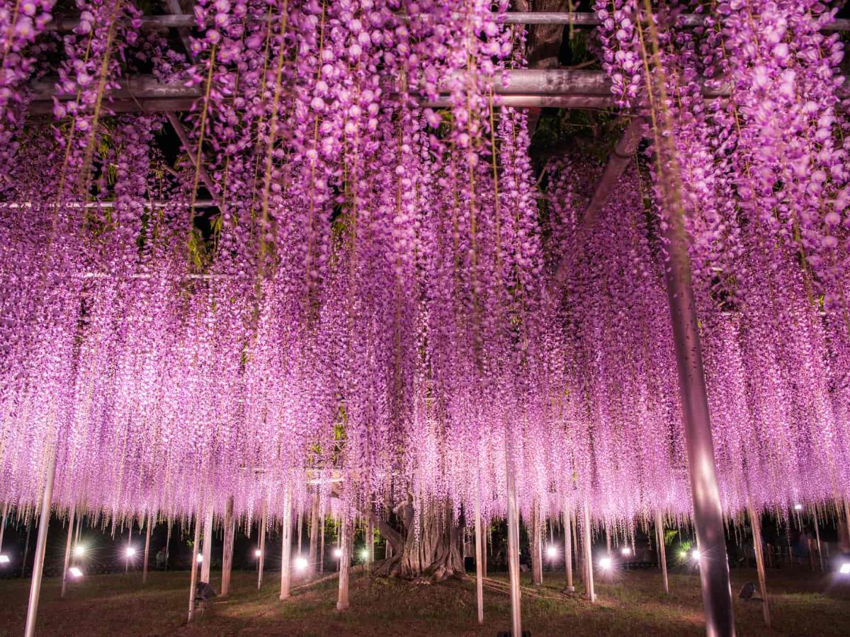 2026【あしかがフラワーパーク】藤の見頃はいつ？開花予想や見どころを
