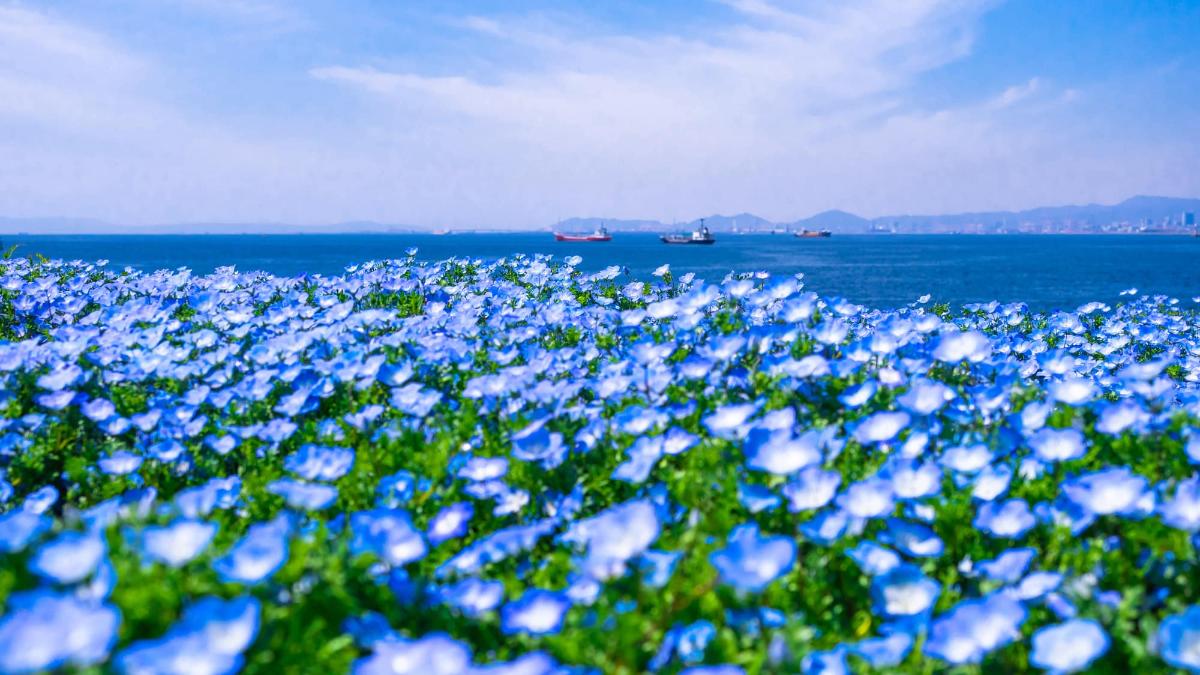 ネモフィラ祭り】大阪まいしまシーサイドパークに100万株の花（2025
