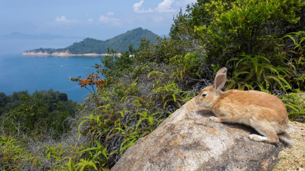 大久野島】で900羽のうさぎに会おう！フェリーでのアクセスやその他見