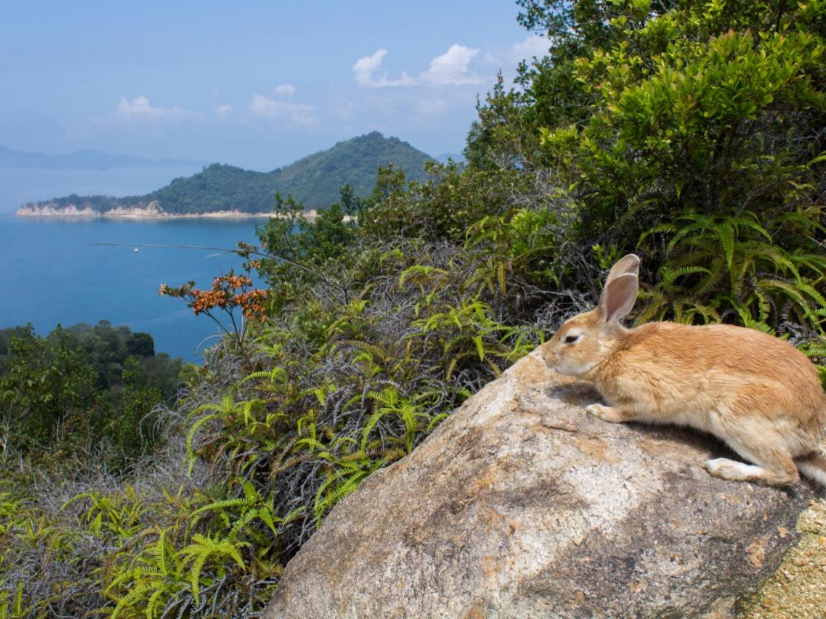 大久野島】で900羽のうさぎに会おう！フェリーでのアクセスやその他見