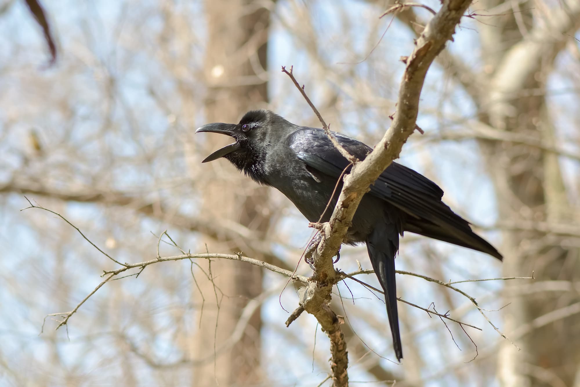 迷信 ちょっと怖いし不気味 日本と世界の言い伝えとその意味 The Gate 日本の旅行観光マガジン 観光旅行情報掲載