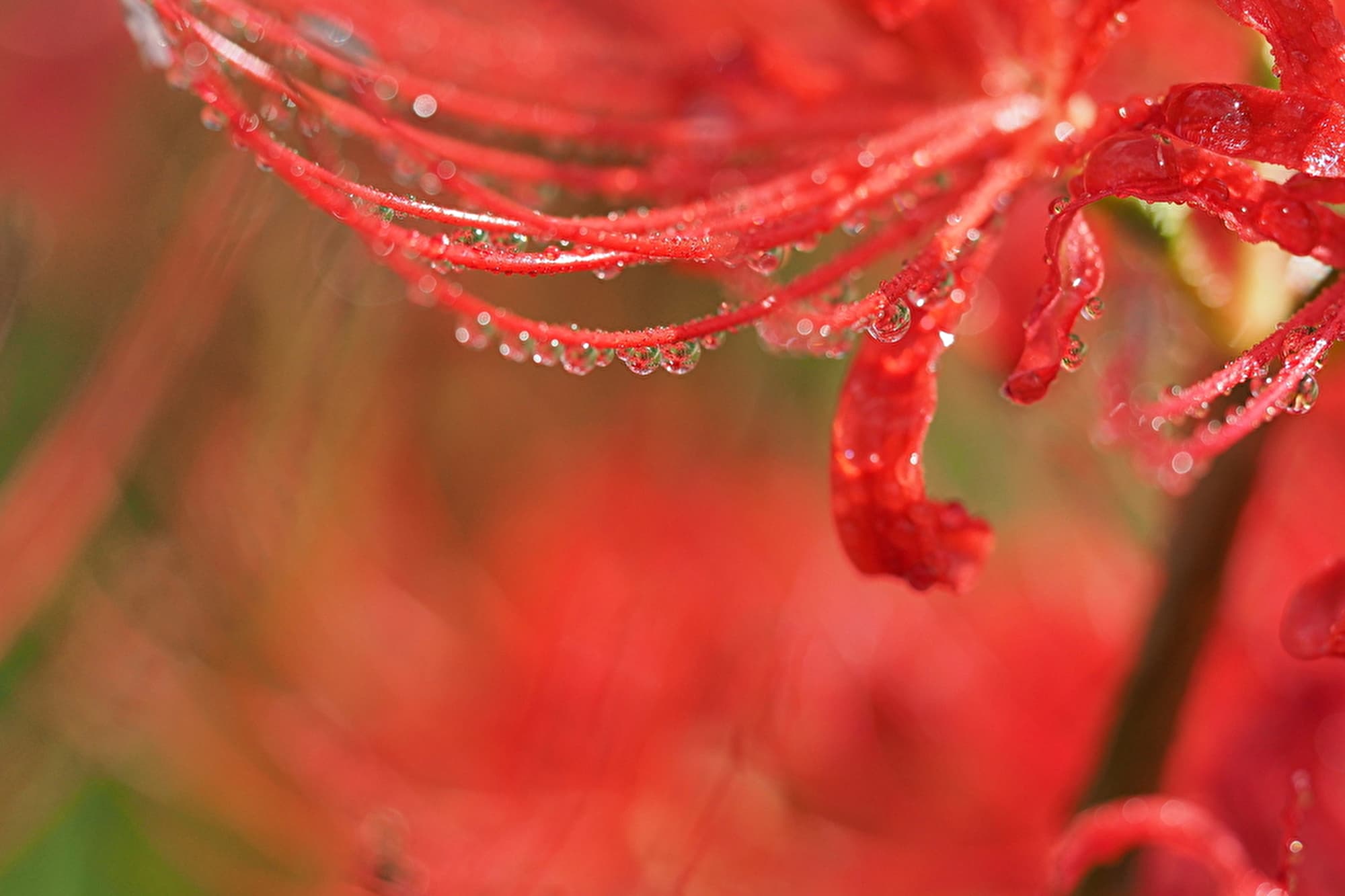 なぜ怖がられる 彼岸花 ヒガンバナ の不吉な別名に隠された由来とは The Gate 日本の旅行観光マガジン 観光旅行情報掲載