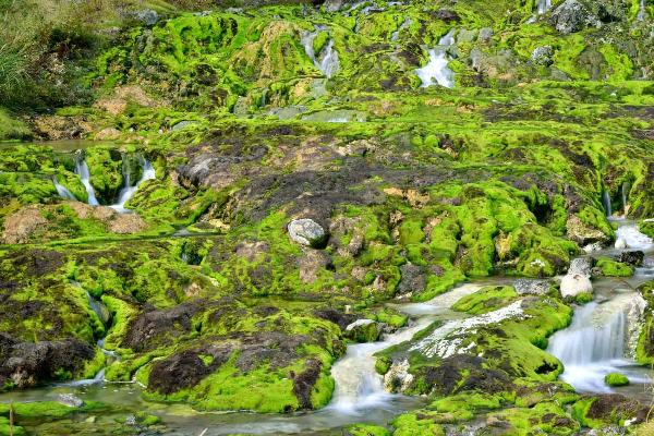 群馬 チャツボミゴケ公園 はコケ好き必見 The Gate 日本の旅行観光マガジン 観光旅行情報掲載 群馬 チャツボミゴケ公園 はコケ好き必見 The Gate 日本の旅行観光マガジン 観光旅行情報掲載