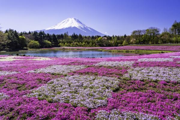 山梨(甲府/ 新升仙峡,富士山,富士五湖,甲州/ 石和温泉,富士吉田市,北杜 