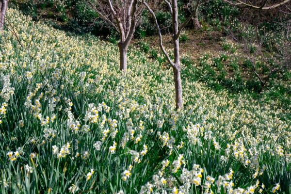 千叶 成田 铫子 房総半岛 景点一览 第1页 The Gate 日本旅游观光杂志 提供观光旅游信息