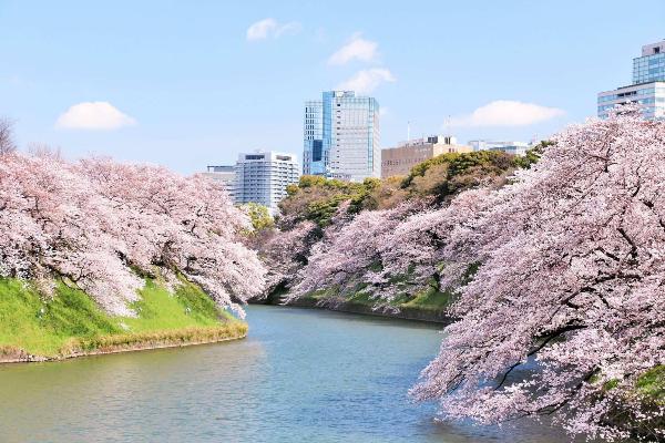 千鳥ヶ淵の桜