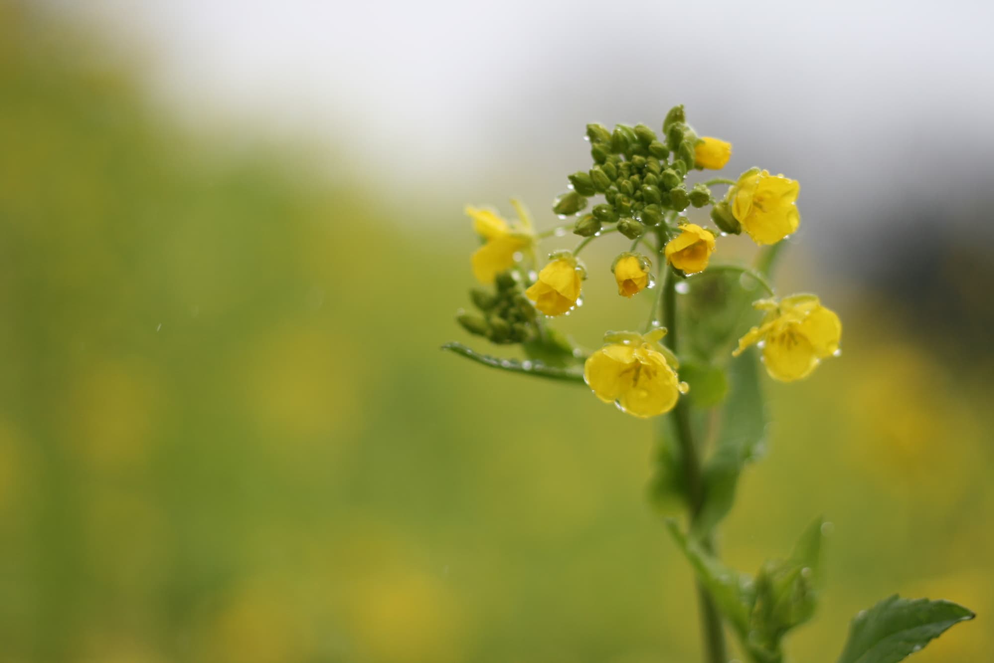 ロマンチック過ぎ 雨 の情緒溢れる名前の種類を徹底解説 The Gate 日本の旅行観光マガジン 観光旅行情報掲載