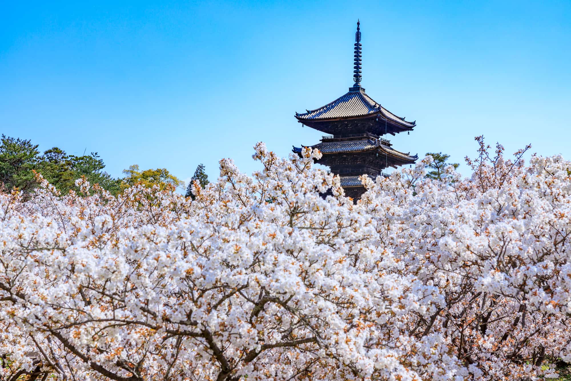 仁和寺門跡 _ 仁和寺の歴史 – FTJVY