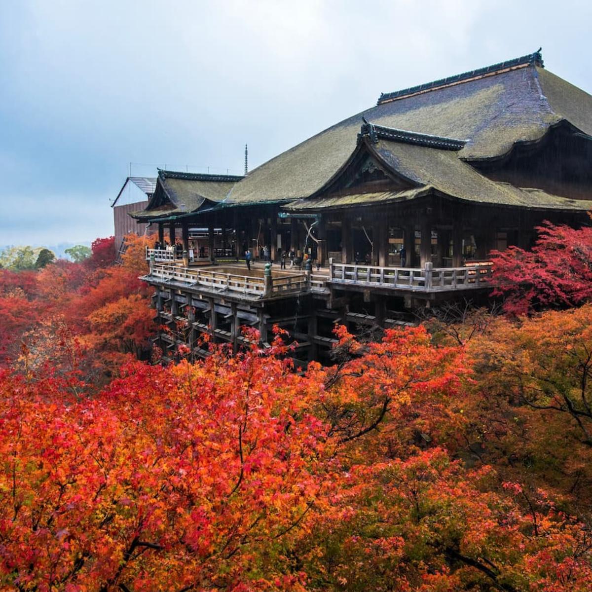 【京都東山清水寺紅葉図(紅葉秋雨)】浅野鶴汀 1003 秋景 共箱 掛け軸 肉筆 Bibian 比比昂 - [真作] [S8] 木村立嶺「秋の清水寺」絹本 肉筆