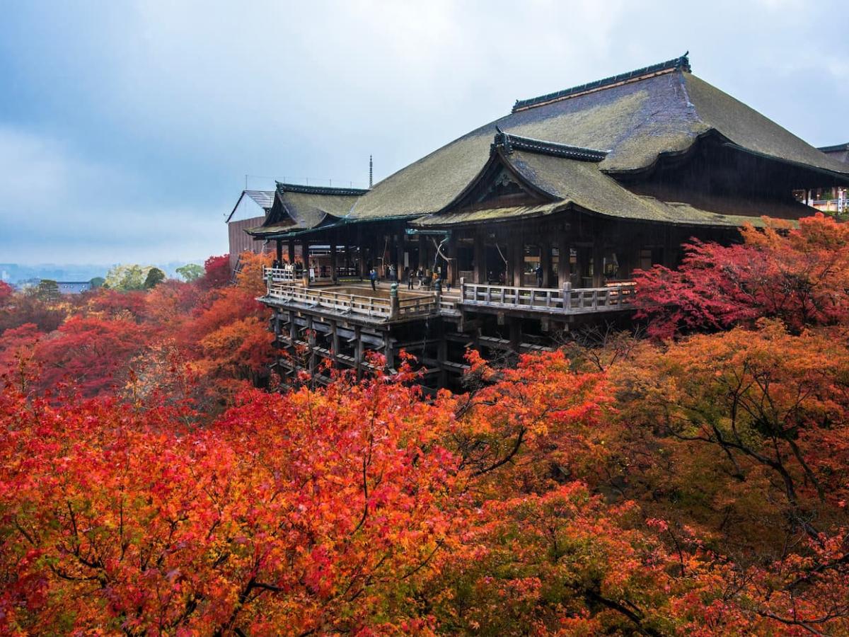 【京都東山清水寺紅葉図(紅葉秋雨)】浅野鶴汀 1003 秋景 共箱 掛け軸 肉筆 京都東山清水寺紅葉図(紅葉秋雨)】浅野鶴汀 1003 秋景 共箱