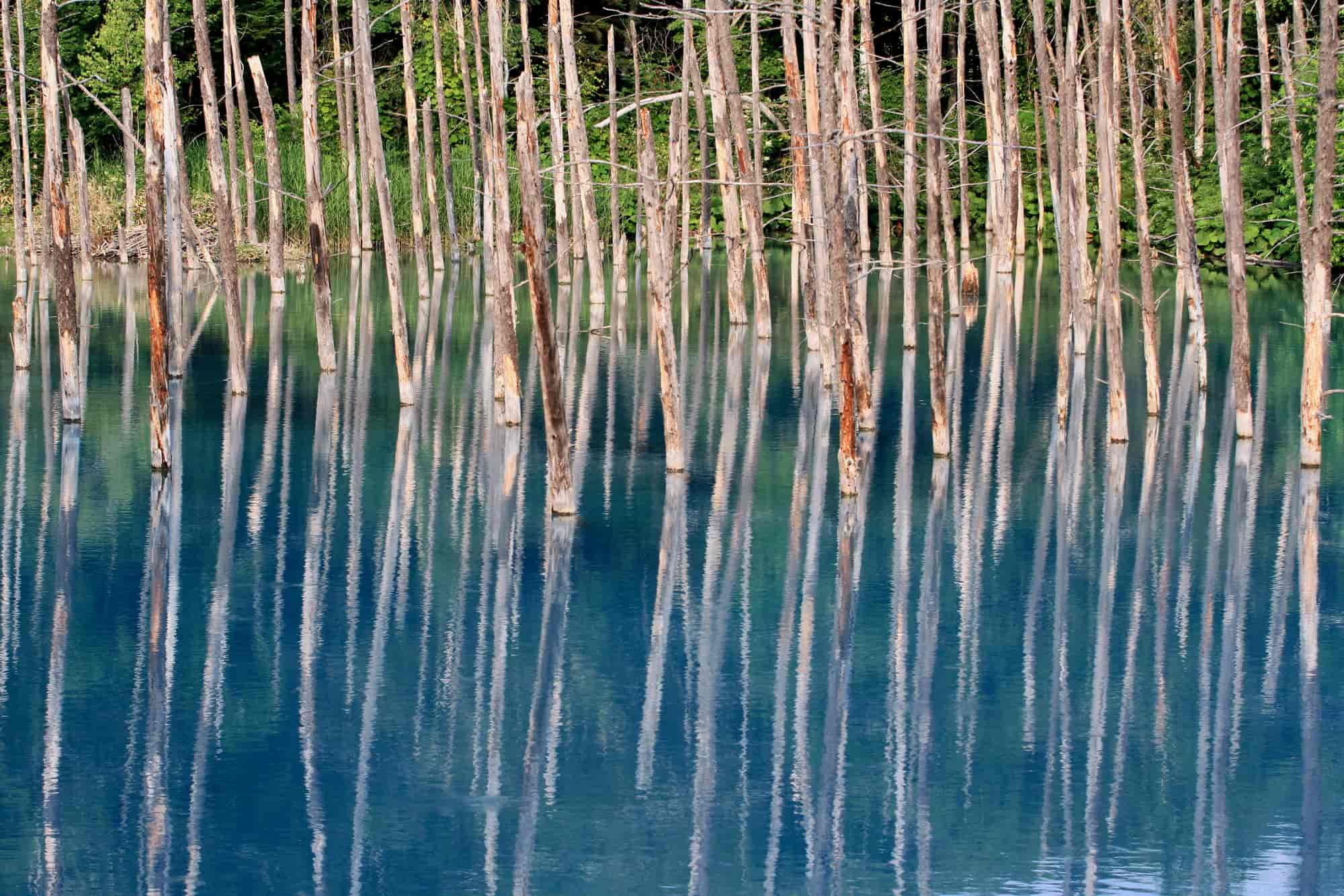 青い池 美瑛ブルーの謎に迫る 絶景の神秘や訪問のタイミングを徹底解説 The Gate 日本の旅行観光マガジン 観光旅行情報掲載 青い池 美瑛ブルーの謎に迫る 絶景の神秘や訪問のタイミングを徹底解説 The Gate 日本の旅行観光マガジン 観光旅行情報掲載