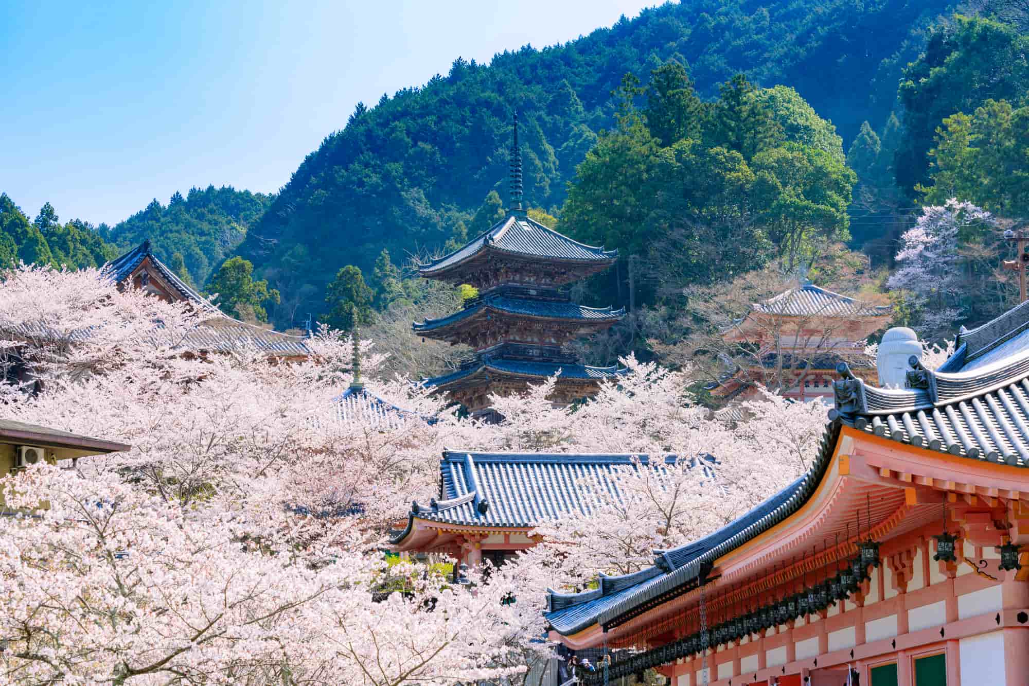 桜と梅と桃 の違いとは 見分け方と特徴を徹底解説 The Gate 日本の旅行観光マガジン 観光旅行情報掲載