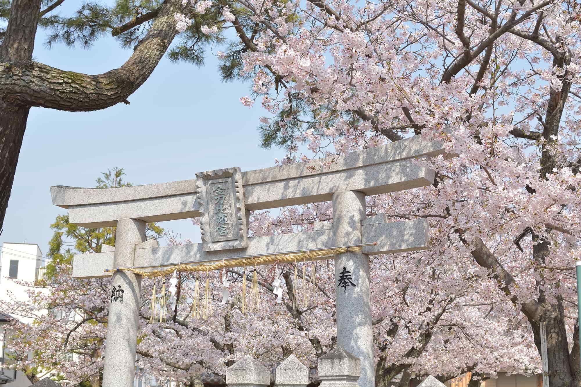 お花見 この春行きたい 日本全国桜名所を一挙大公開 The Gate 日本の旅行観光マガジン 観光旅行情報掲載