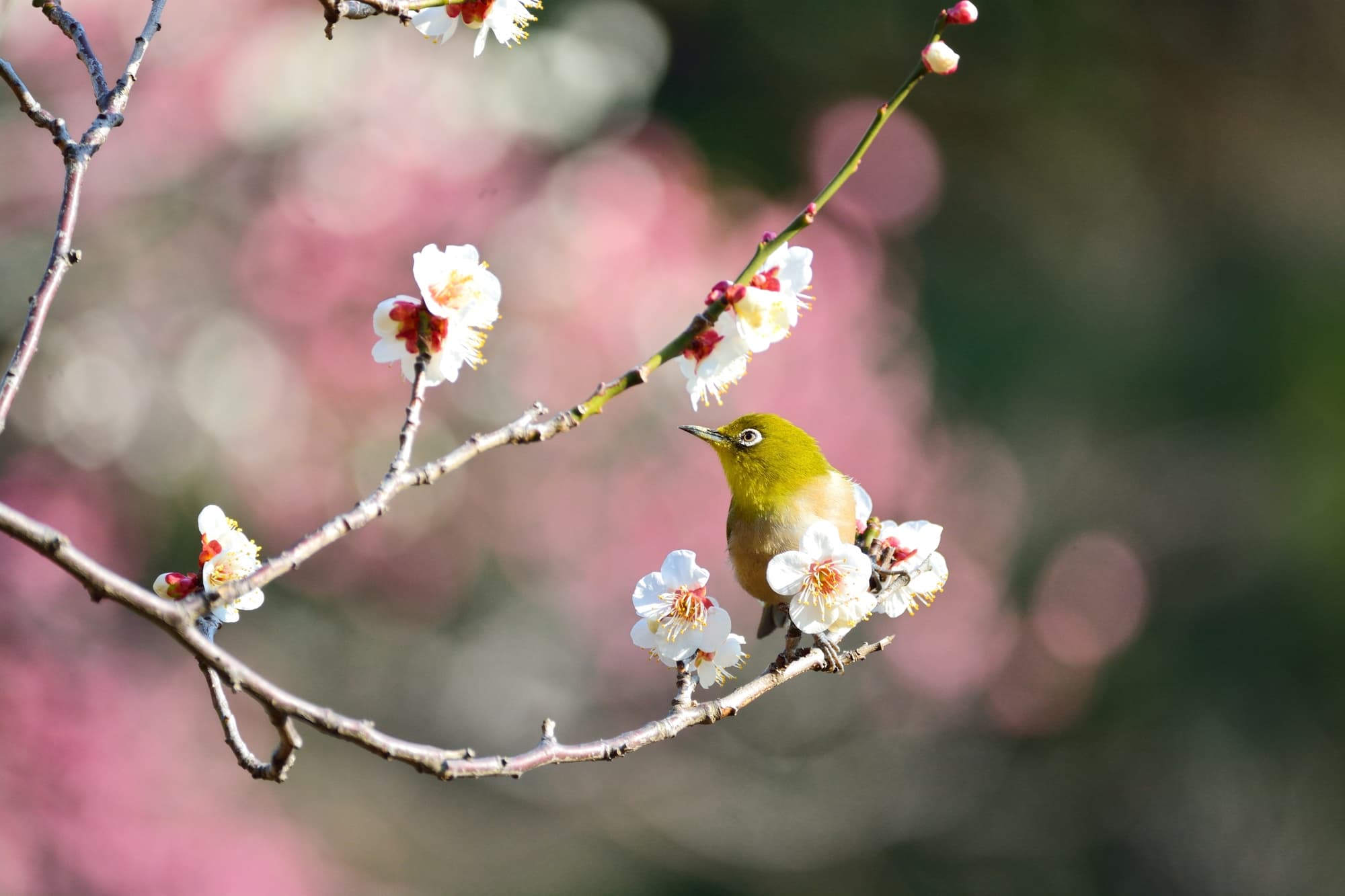 桜と梅と桃 の違いとは 見分け方と特徴を徹底解説 The Gate 日本の旅行観光マガジン 観光旅行情報掲載