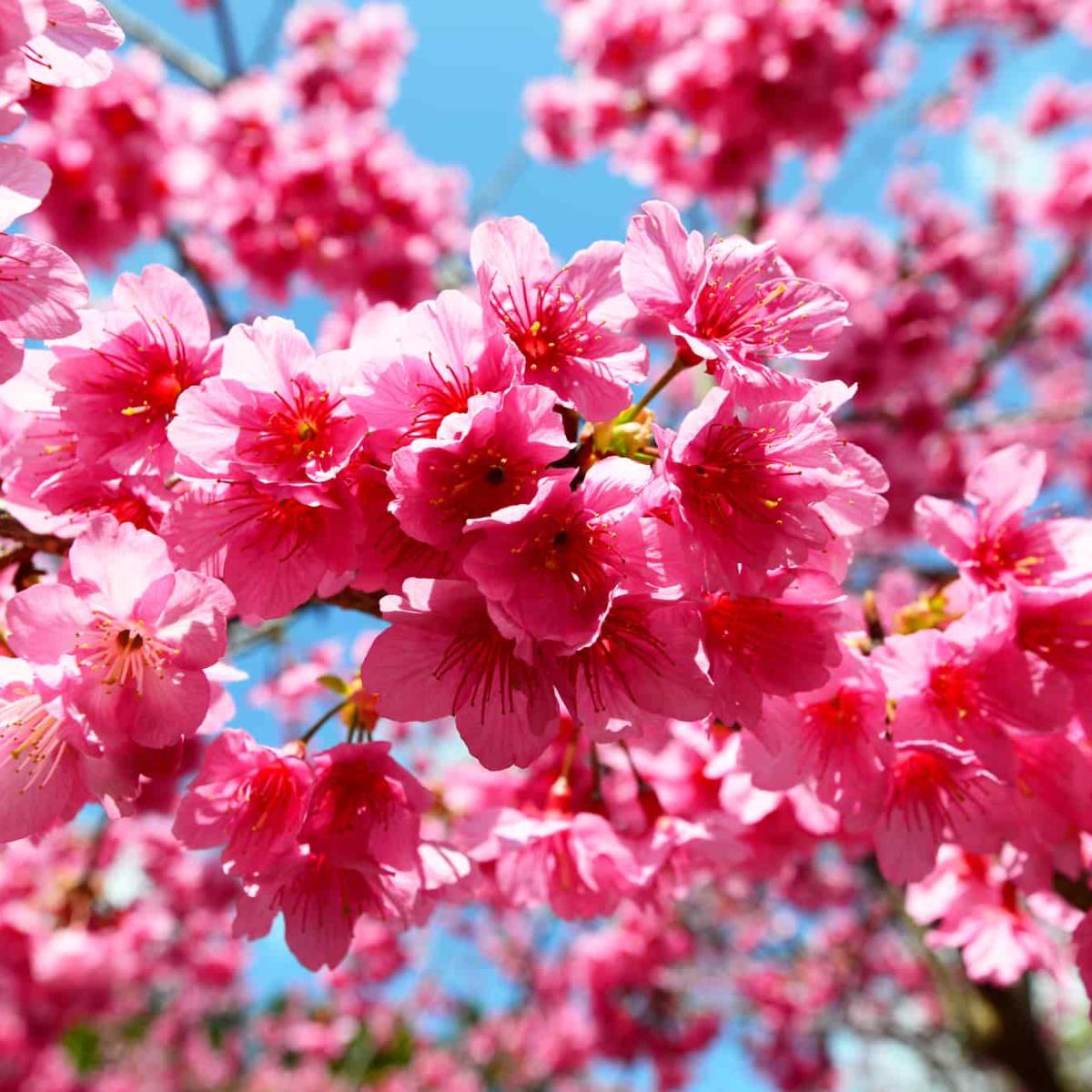 沖縄では1月に桜が開花！ カンヒザクラの三大名所＆桜祭り情報［2025版 