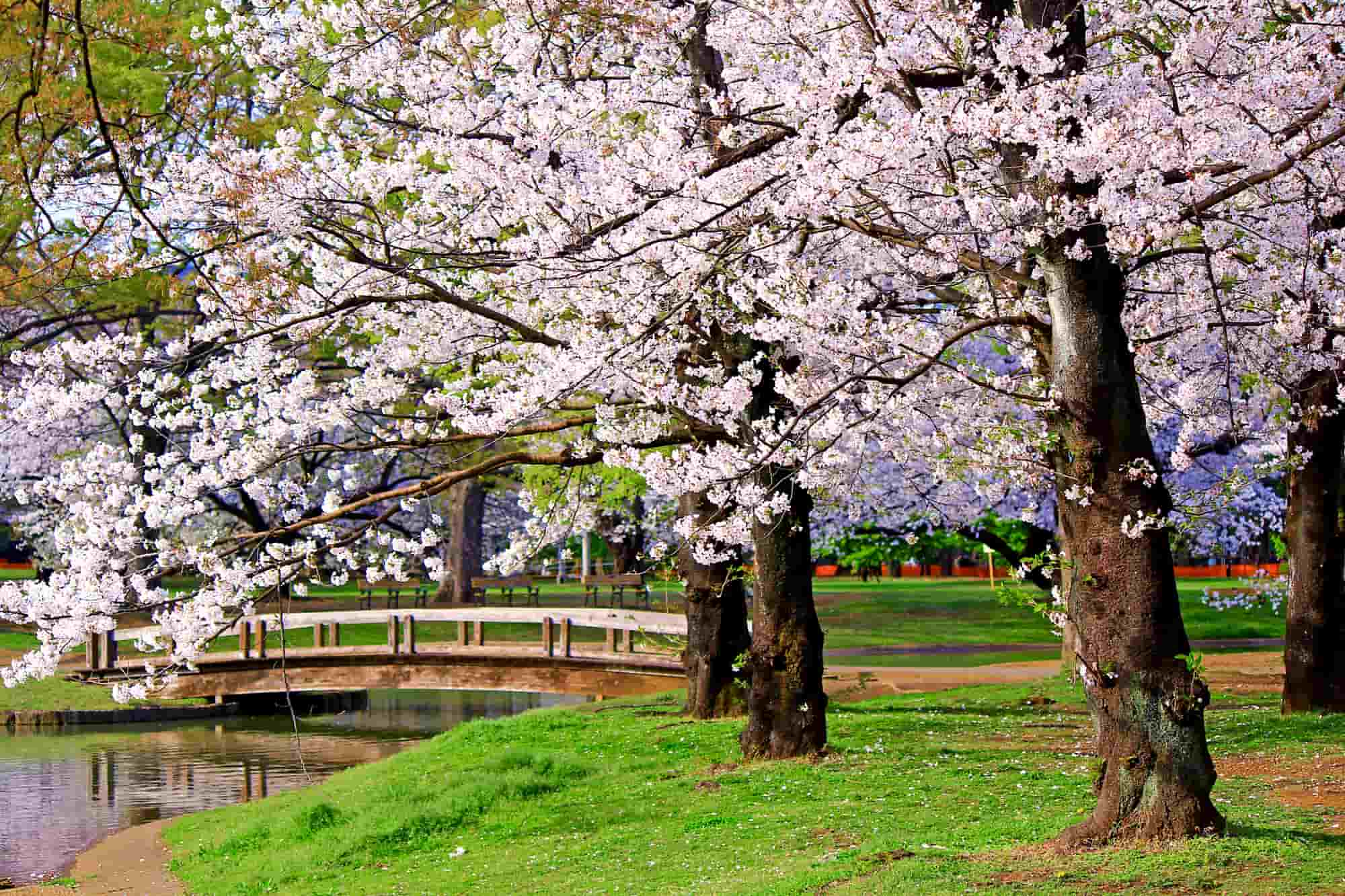 かわいらしい淡いピンク色の代々木公園の桜