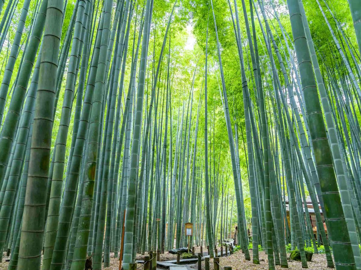 鎌倉 報国 寺